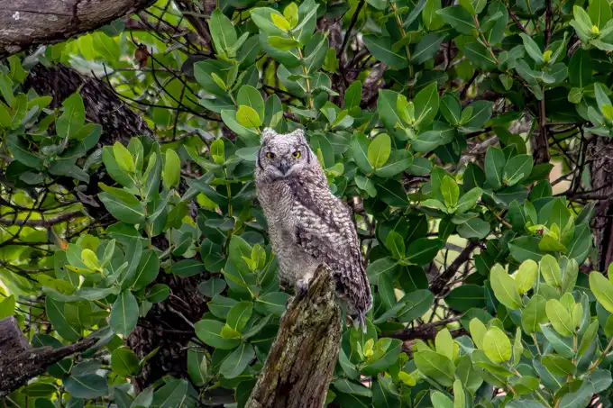 Birding | Twinstreams Collective